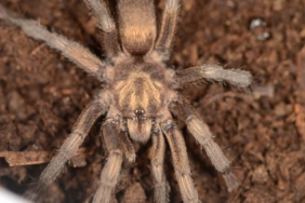 turkiyede-ilk-kez-yeni-bir-tarantula-cinsi-kaydedildi-OLTCNQYH.jpg