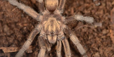 turkiyede-ilk-kez-yeni-bir-tarantula-cinsi-kaydedildi-OLTCNQYH.jpg