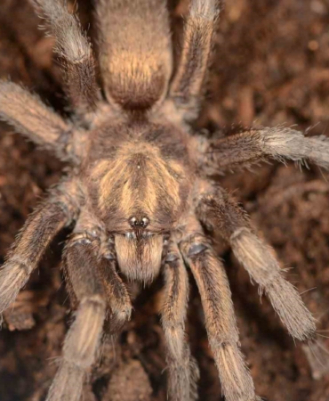 turkiyede-ilk-kez-yeni-bir-tarantula-cinsi-kaydedildi-OLTCNQYH.jpg