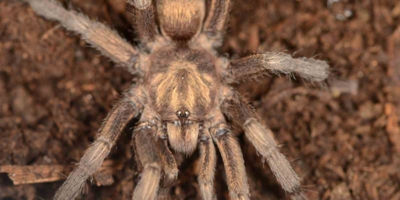 turkiyede-ilk-kez-yeni-bir-tarantula-cinsi-kaydedildi-OLTCNQYH.jpg