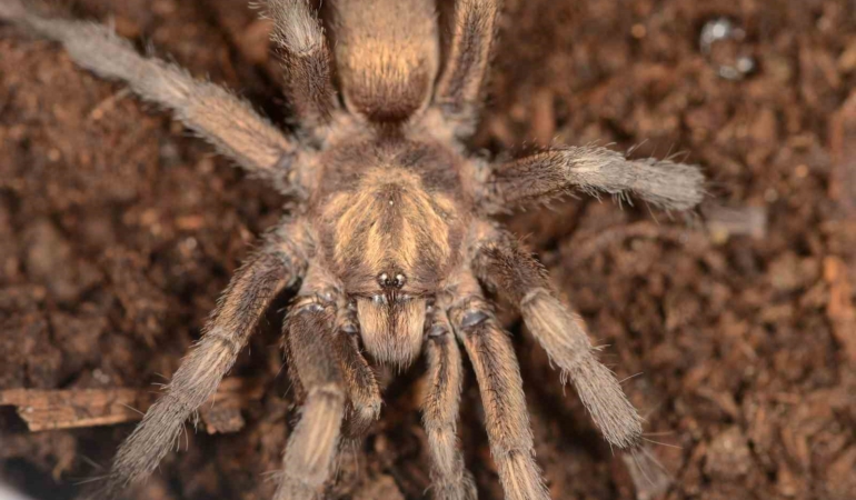 turkiyede-ilk-kez-yeni-bir-tarantula-cinsi-kaydedildi-OLTCNQYH.jpg