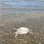 ulada-sahilde-caretta-caretta-bulundu-IGmsv6Xr.jpg