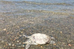 ulada-sahilde-caretta-caretta-bulundu-IGmsv6Xr.jpg