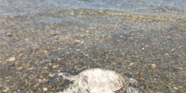ulada-sahilde-caretta-caretta-bulundu-IGmsv6Xr.jpg