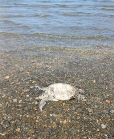 ulada-sahilde-caretta-caretta-bulundu-IGmsv6Xr.jpg