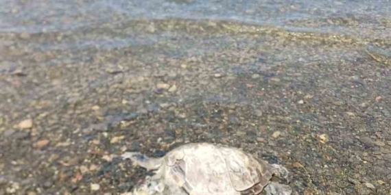 ulada-sahilde-caretta-caretta-bulundu-IGmsv6Xr.jpg