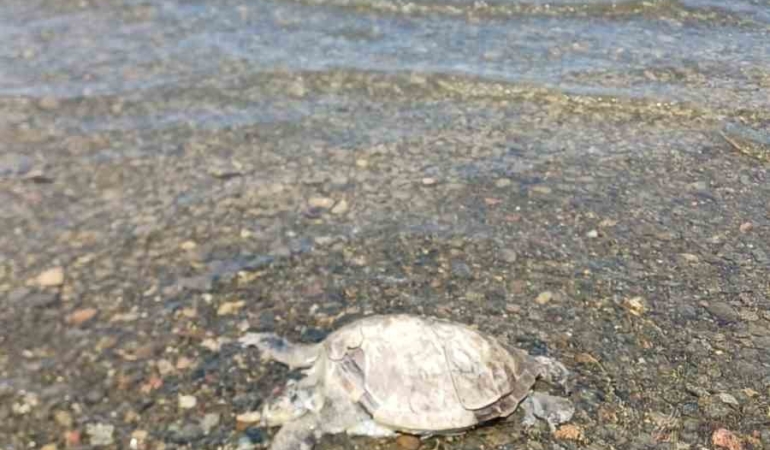 ulada-sahilde-caretta-caretta-bulundu-IGmsv6Xr.jpg