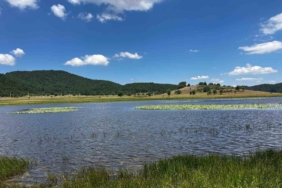 yayla-golu-niluferlerle-renklendi-cQAKZWNy.jpg