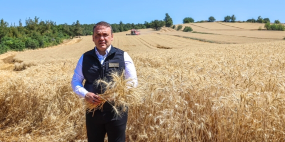 BİLECİK'TE BU YIL 335 BİN DEKAR ALANDA 167 BİN 500 TON BUĞDAY ÜRETİMİ BEKLENİYOR