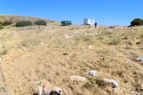 Aladağlar'da BASE Jump sporcusu çoban köpeklerinin saldırısına uğradı
