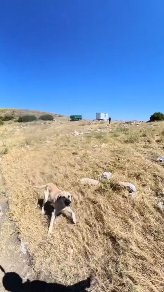 Aladağlar'da BASE Jump sporcusu çoban köpeklerinin saldırısına uğradı