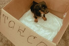 Çanakkale'de yol kenarında çıkan yangında köpek kurtarıldı