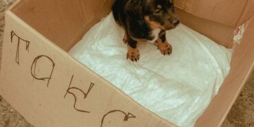 Çanakkale'de yol kenarında çıkan yangında köpek kurtarıldı