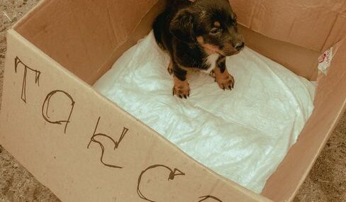 Çanakkale'de yol kenarında çıkan yangında köpek kurtarıldı