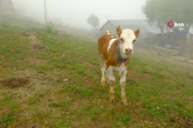 Gümüşhane'de Minik Nehir'in Yaman İsimli Buzağısına Veda