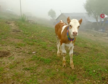 Gümüşhane'de Minik Nehir'in Yaman İsimli Buzağısına Veda