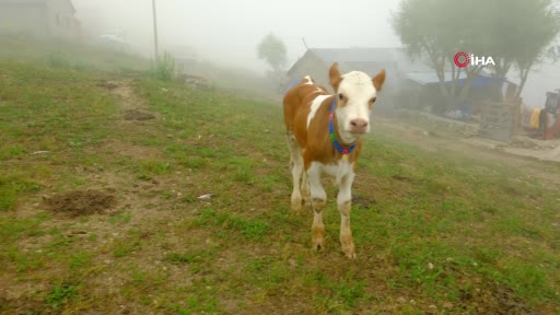 Gümüşhane'de Minik Nehir'in Yaman İsimli Buzağısına Veda
