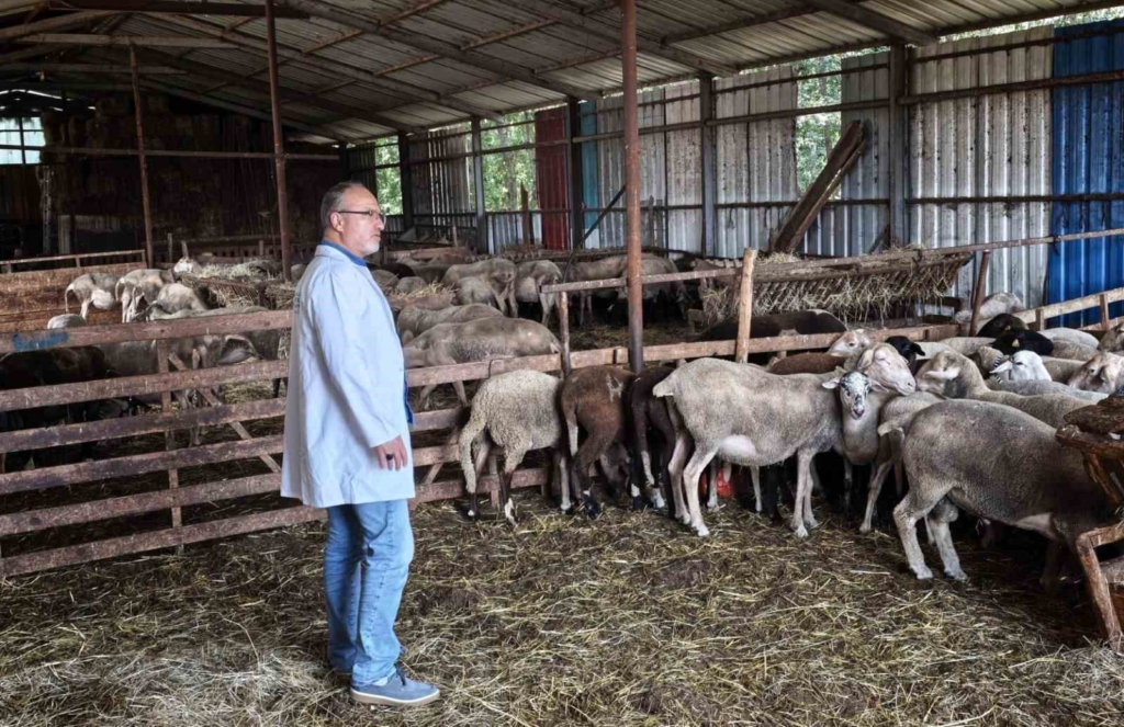 Kocaeli'de Süt Kalitesi ve Hayvan Sağlığı İçin Destekler Devam Ediyor