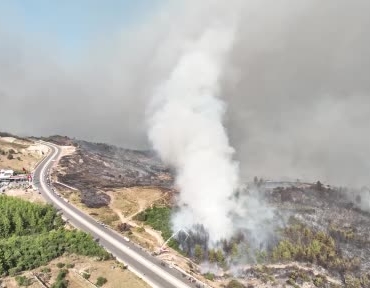 Kumluca'da yangın sonrası hayvanlara acil müdahale