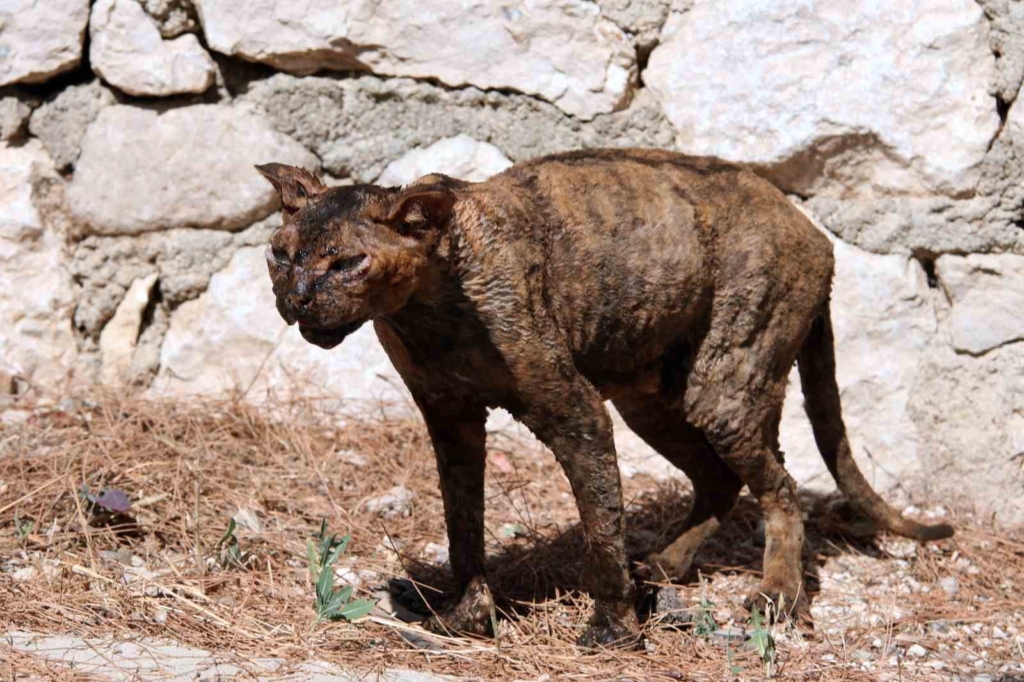 Kumluca'daki orman yangınında kurtarılan kedi tedavi ediliyor