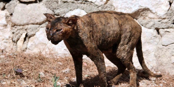 Kumluca'daki orman yangınında kurtarılan kedi tedavi ediliyor
