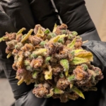 Malatya'da rekor miktarda sentetik kannabinoid ele geçirildi