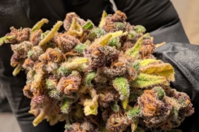 Malatya'da rekor miktarda sentetik kannabinoid ele geçirildi