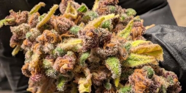 Malatya'da rekor miktarda sentetik kannabinoid ele geçirildi