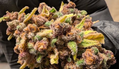 Malatya'da rekor miktarda sentetik kannabinoid ele geçirildi