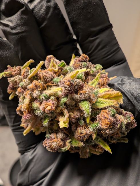 Malatya'da rekor miktarda sentetik kannabinoid ele geçirildi