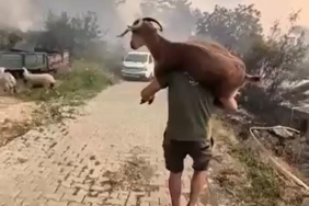 Muğla'da yangından kurtarılan keçi güvenli alana taşındı