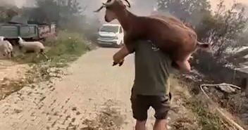 Muğla'da yangından kurtarılan keçi güvenli alana taşındı