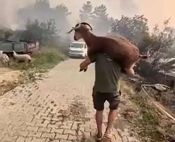 Muğla'da yangından kurtarılan keçi güvenli alana taşındı