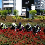 Samsun'da Kadınların Emeğiyle Parklar Güzelleşiyor