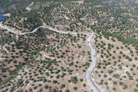 aydinda-15-yil-once-dikilen-fistikcamlari-kozalak-vermeye-basladi-Um4VrWi5.jpg