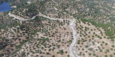 aydinda-15-yil-once-dikilen-fistikcamlari-kozalak-vermeye-basladi-Um4VrWi5.jpg