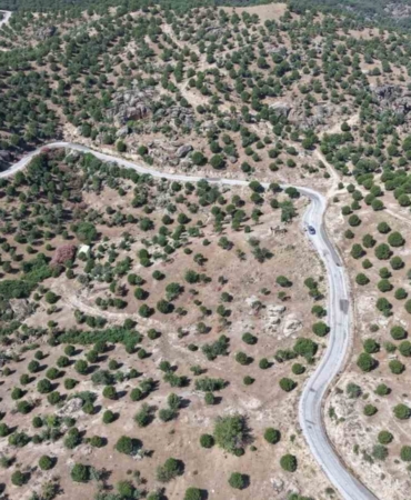 aydinda-15-yil-once-dikilen-fistikcamlari-kozalak-vermeye-basladi-Um4VrWi5.jpg