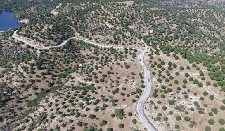 aydinda-15-yil-once-dikilen-fistikcamlari-kozalak-vermeye-basladi-Um4VrWi5.jpg