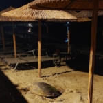 aydinin-kusadasi-ve-didim-kiyilarinda-caretta-hareketliligi-1EYPXaQF.jpg