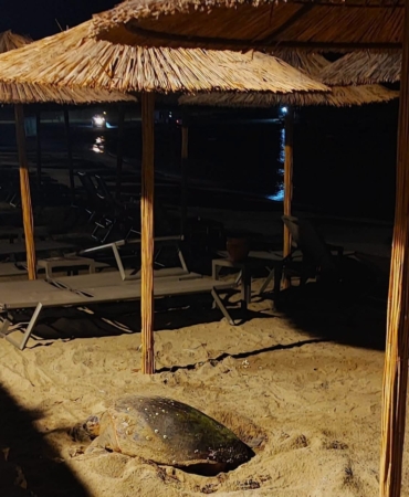 aydinin-kusadasi-ve-didim-kiyilarinda-caretta-hareketliligi-1EYPXaQF.jpg