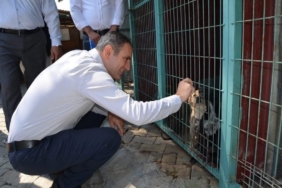 bayindirda-hayvan-bakim-evi-ve-dogal-yasam-alaninda-inceleme-JGJCINrR.jpg