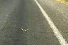 KAHRAMANMARAŞ'TA BUKALEMUNA YOL VEREN SÜRÜCÜ GÜLDÜRDÜ