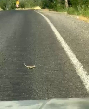 KAHRAMANMARAŞ'TA BUKALEMUNA YOL VEREN SÜRÜCÜ GÜLDÜRDÜ