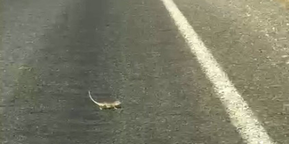 KAHRAMANMARAŞ'TA BUKALEMUNA YOL VEREN SÜRÜCÜ GÜLDÜRDÜ