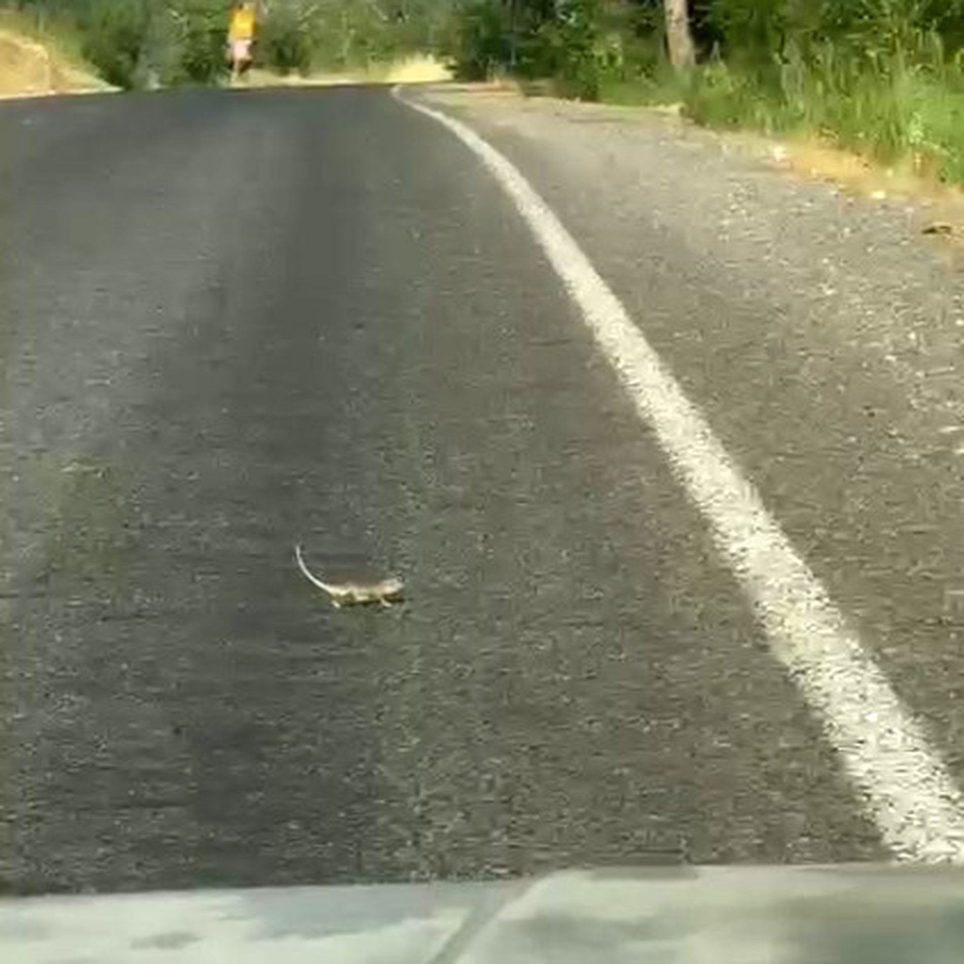 KAHRAMANMARAŞ'TA BUKALEMUNA YOL VEREN SÜRÜCÜ GÜLDÜRDÜ
