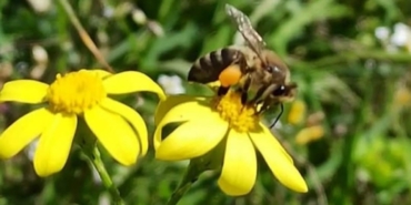 buldanda-polen-hasadi-basladi-2D5Dp69z.jpg