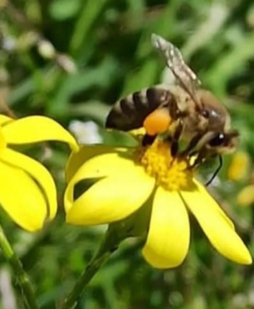 buldanda-polen-hasadi-basladi-2D5Dp69z.jpg
