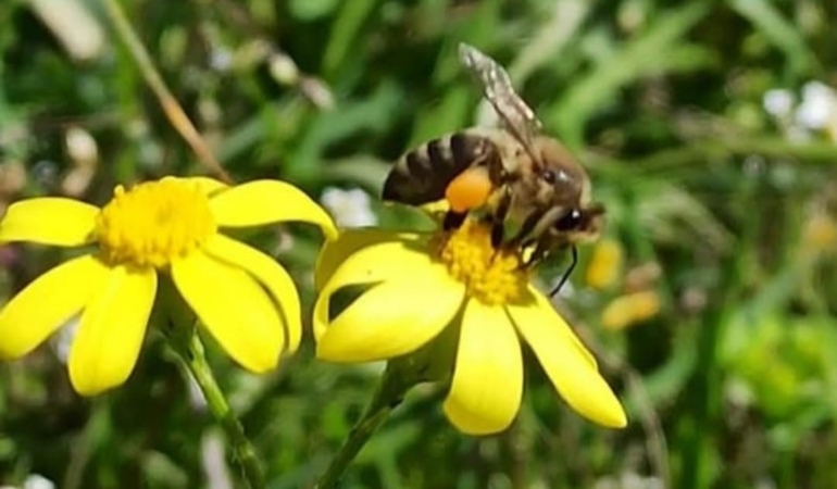 buldanda-polen-hasadi-basladi-2D5Dp69z.jpg