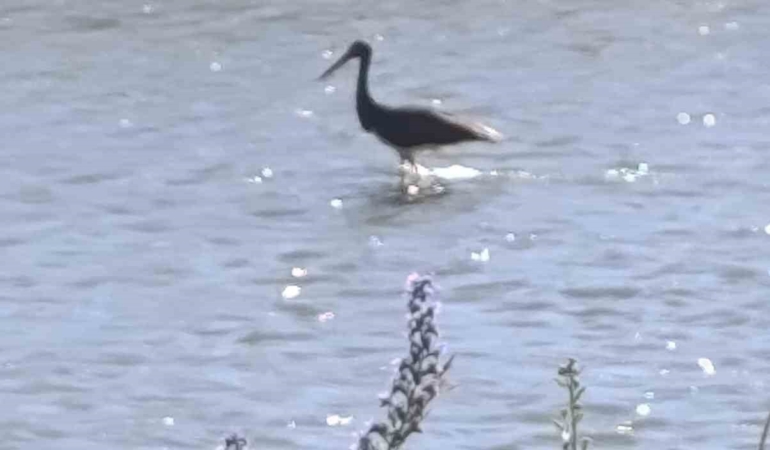 coruh-nehrinde-balik-avlayan-kara-leylek-kamerada-vIw7vaUC.jpg