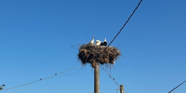elektrik-diregindeki-yuvada-sahipsiz-kalan-yavru-leyleklere-sefkat-eli-kVPBJeRa.jpg